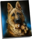 Картина по номерам Молли Немецкая Овчарка 40x50 / HR0616 -