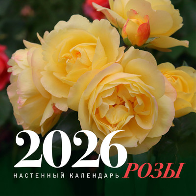 Календарь настенный АСТ Розы. 2026 год (Кочелаева Лариса 9785171769178) -