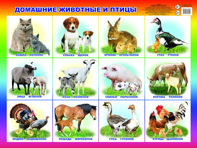 

Развивающий плакат, Домашние животные, твердая обложка