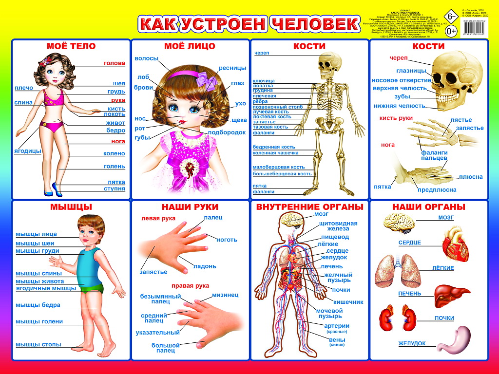 Развивающий плакат Леда Как устроен человек, твердая обложка
