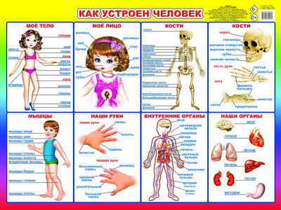 

Развивающий плакат, Как устроен человек, твердая обложка