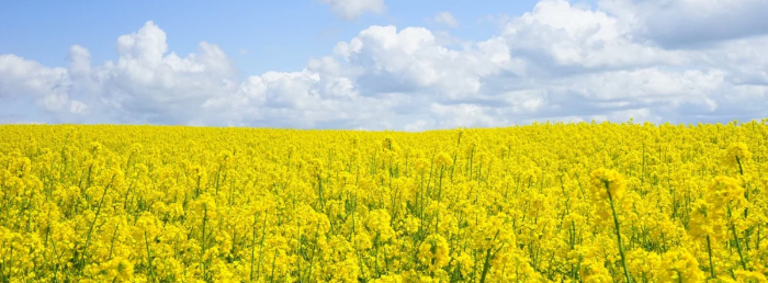 Как выбрать унитаз