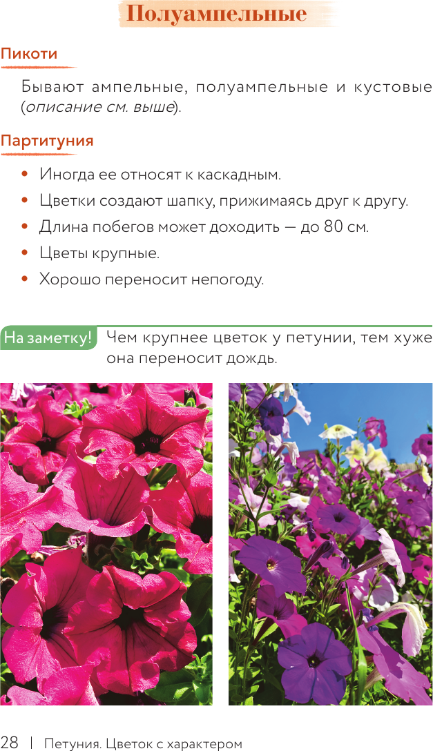 Книга АСТ Петуния. Цветок с характером (Неелова Светлана 9785171776381) — фото 6