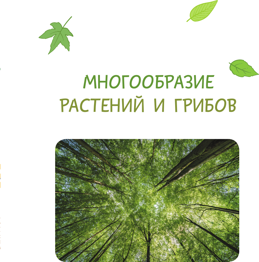 Энциклопедия АСТ Окружающий мир. Растения и грибы (Сивоглазов Владислав 9785171789084) — фото 6