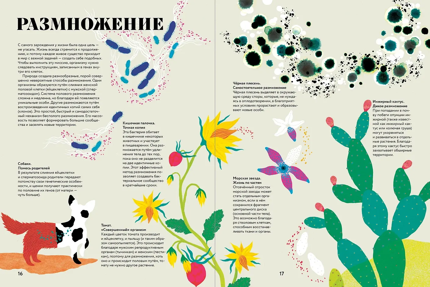 Художественная книга Альпина Чудесная книга жизни (Мариньо Соледад Ромеро, Кабасса Мариона 9785006307162) — фото 5