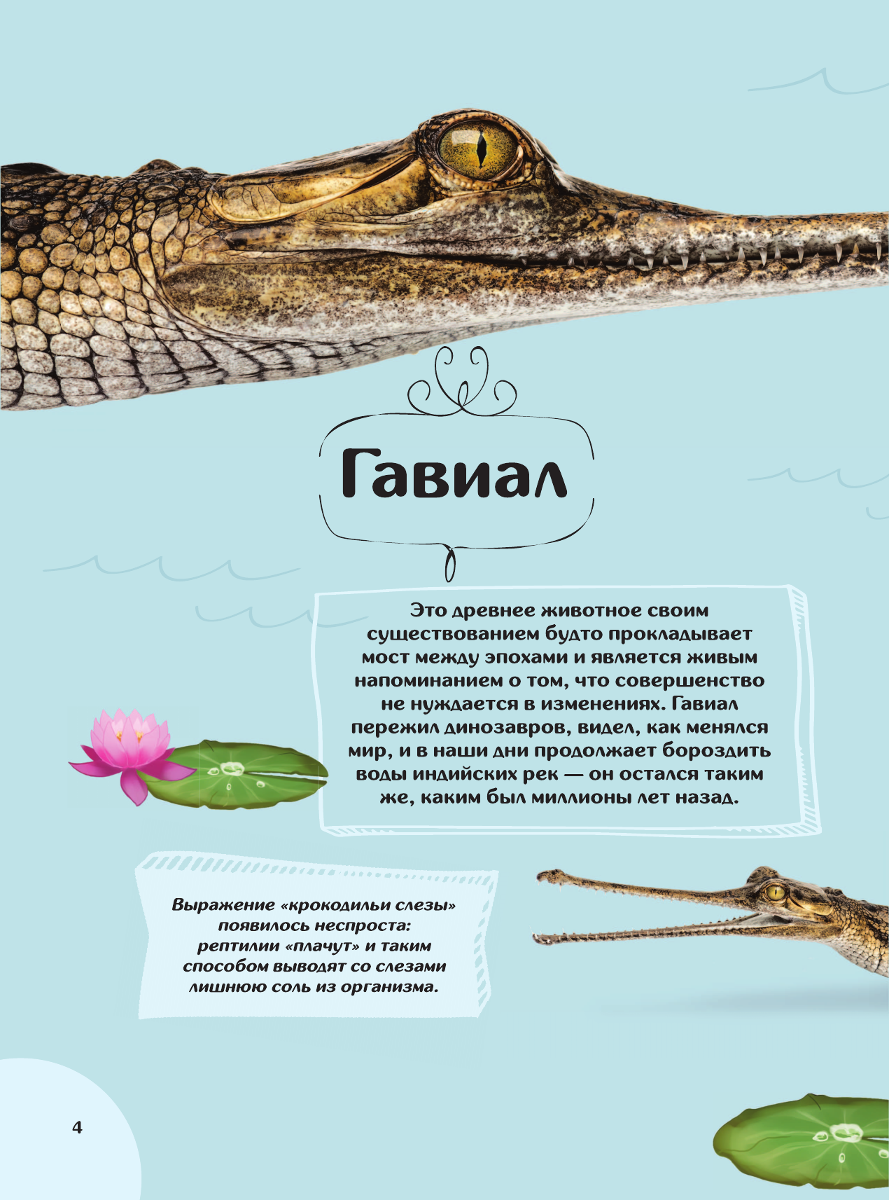 Энциклопедия АСТ Животные (Ярович Ангелина 9785171788438) — фото 5