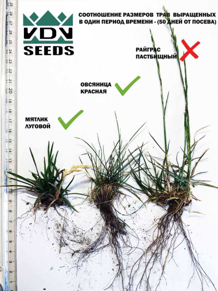 Семена газонной травы VDV Seeds Mini Sport-Ground (15кг) — фото 2