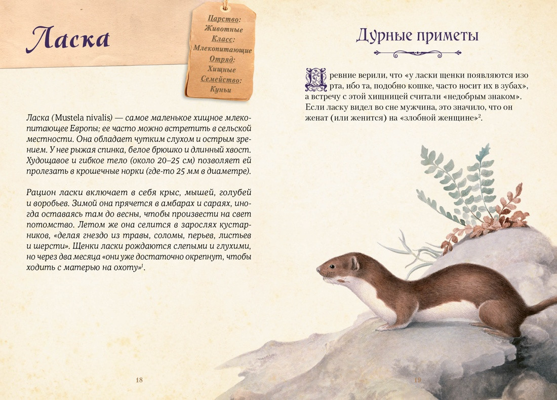 Нехудожественная книга КоЛибри Магические животные. Легенды и суеверия (Кроль-Терзаги Д. 9785389277427) — фото 6