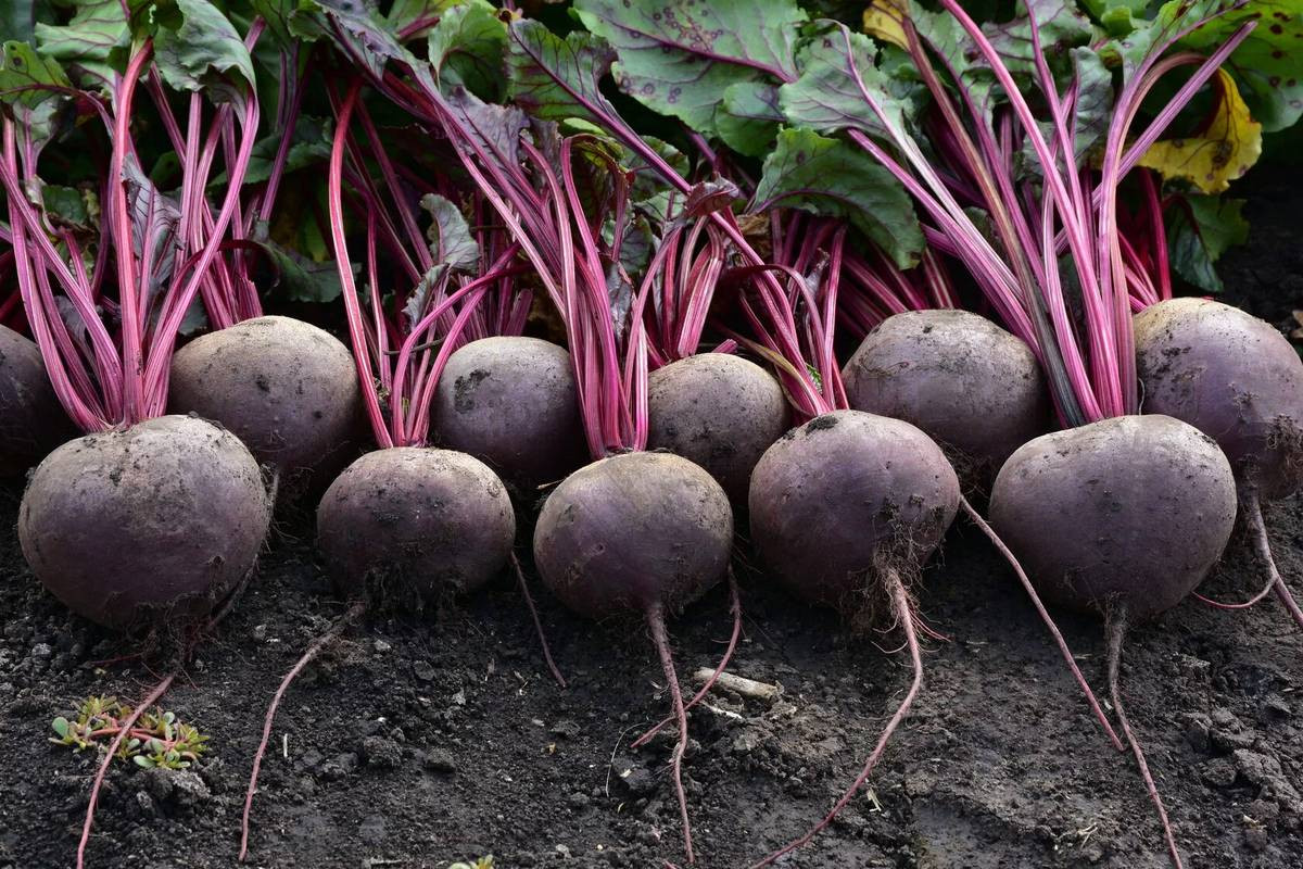 Семена Sakata Свекла Кестрел F1 (50шт) — фото 4