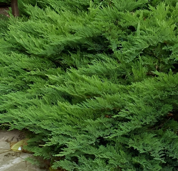 Саженец кустарника Красный клен Можжевельник казацкий Tamariscifolia (15-20см)