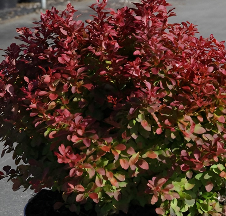 Саженец кустарника Красный клен Барбарис тунберга Red Compact (40-60см)