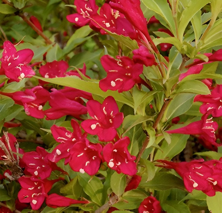Саженец кустарника Красный клен Вейгела Red Prince (40-60см)