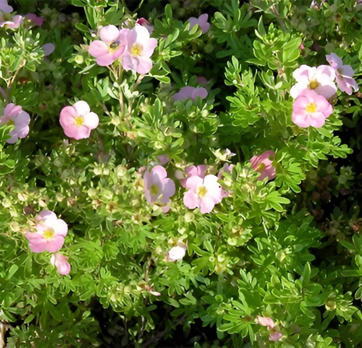 Саженец кустарника Красный клен Лапчатка кустарниковая Lovely Pink (20-30см)