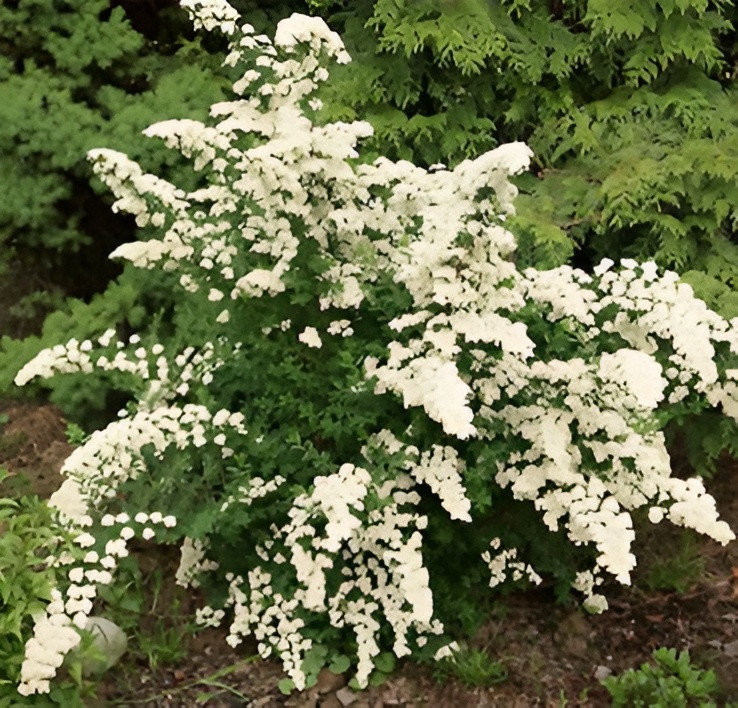 Саженец кустарника Красный клен Спирея ниппонская White Carpet (20-30см)