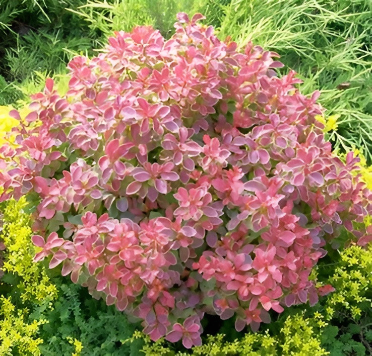 Саженец кустарника Красный клен Барбарис тунберга Coral (30-40см)