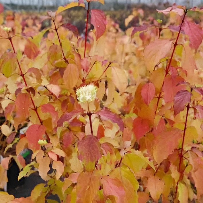 Саженец кустарника Красный клен Дерен кроваво-красный Winter Beauty (30-40см)