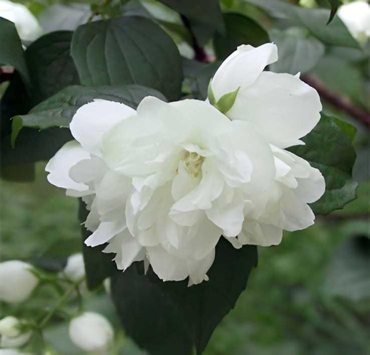 Саженец кустарника Красный клен Чубушник Dame Blanche (10-20см)