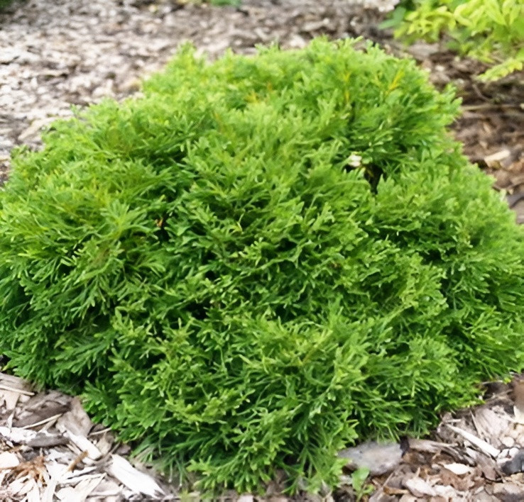 Саженец кустарника Красный клен Туя западная Little Gem (20-40см)