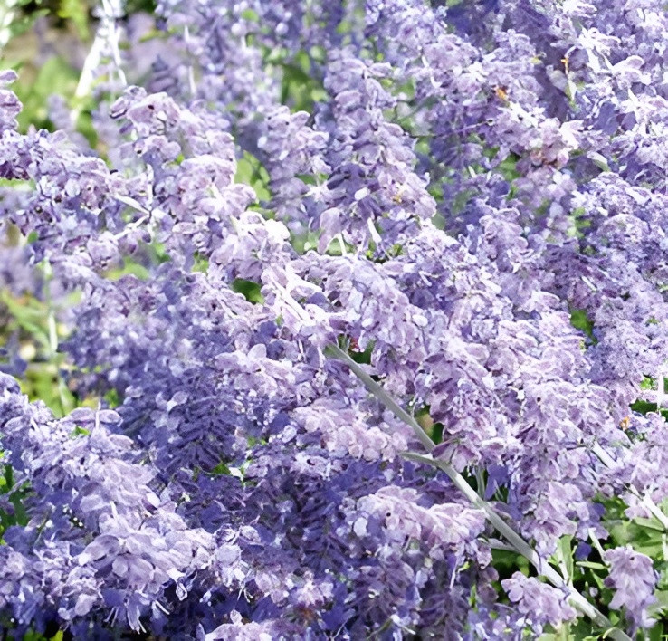 Саженец кустарника Красный клен Перовския лебедолистная Lacey Blue (20-40см)
