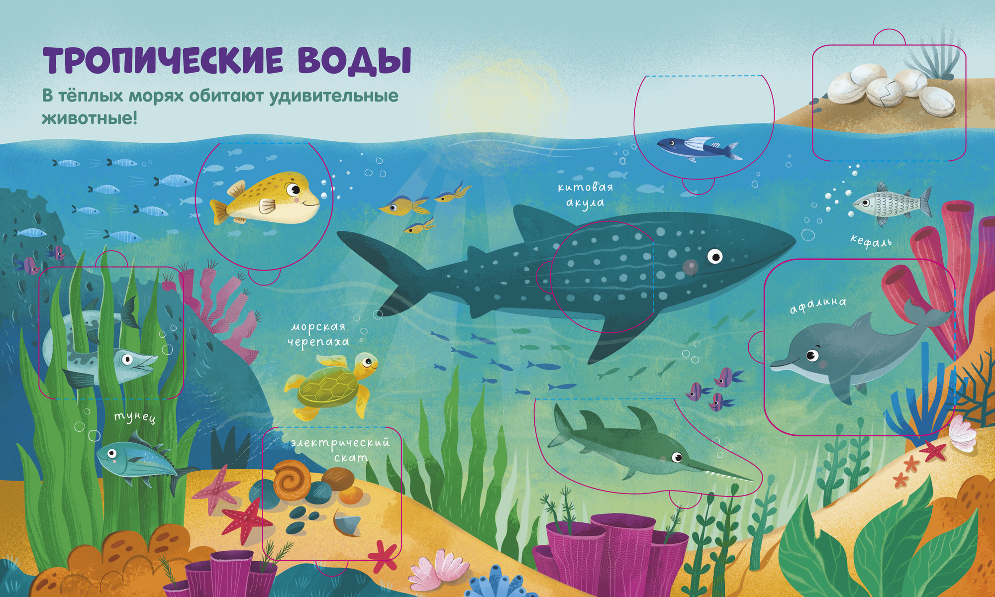Развивающая книга CLEVER Книжка с окошками. Океаны и моря, твердая обложка — фото 4