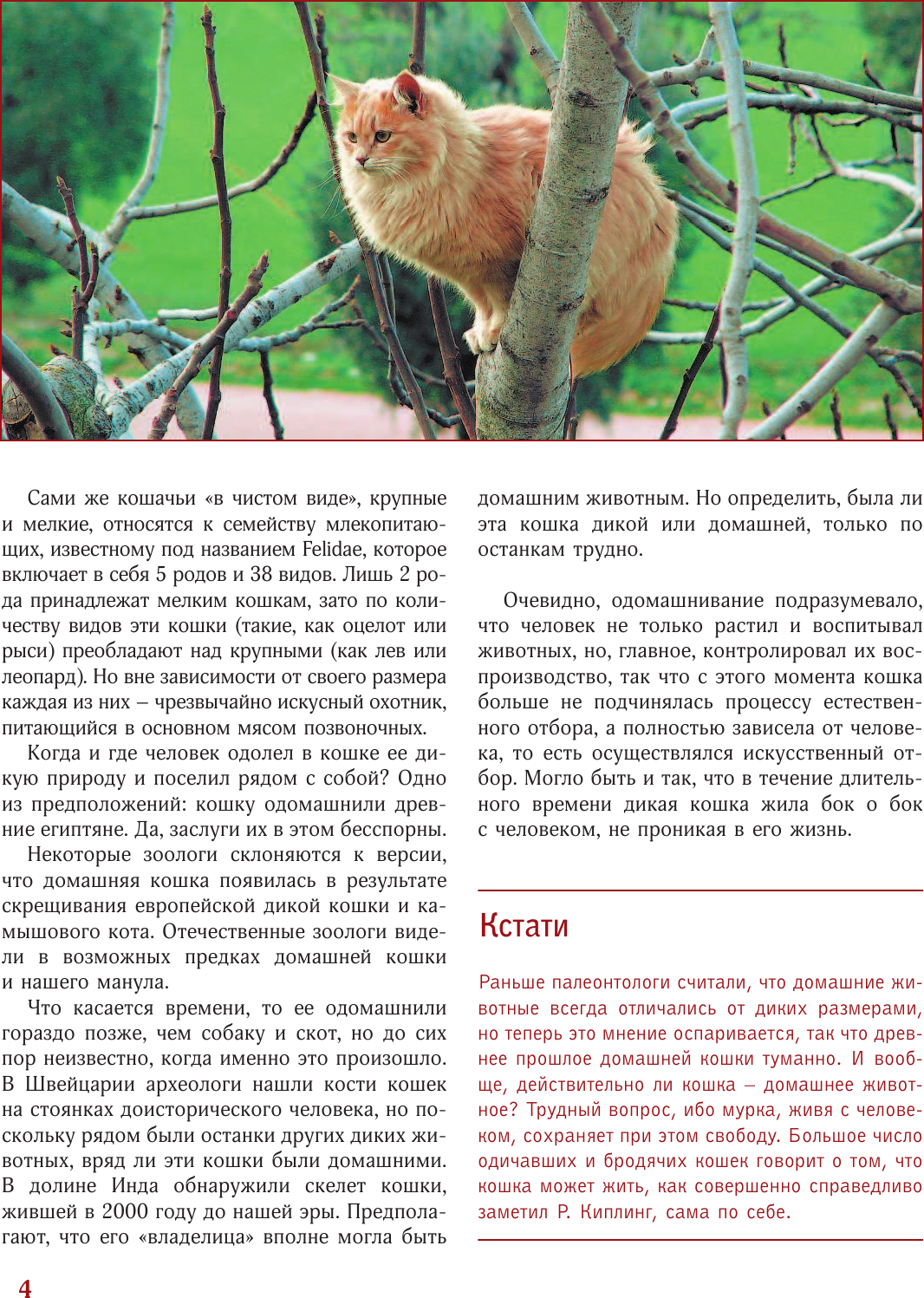 Энциклопедия АСТ Кошки. Лучший иллюстрированный гид (Непомнящий Н.Н.) — фото 3