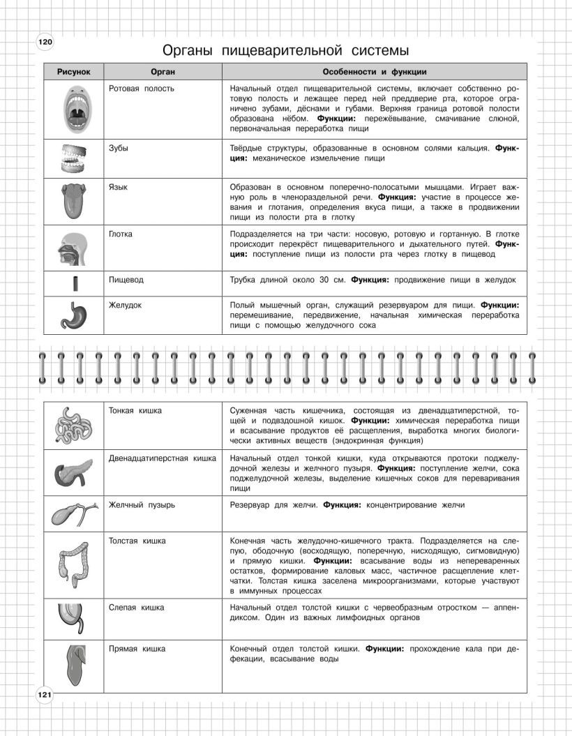 Учебное пособие Эксмо Биология: 5-11 классы, мягкая обложка (Мазур Оксана, Никитинская Татьяна) — фото 4