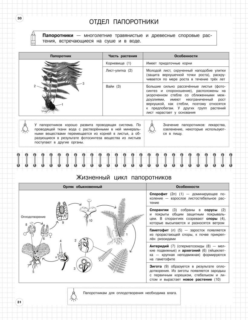 Учебное пособие Эксмо Биология: 5-11 классы, мягкая обложка (Мазур Оксана, Никитинская Татьяна) — фото 3