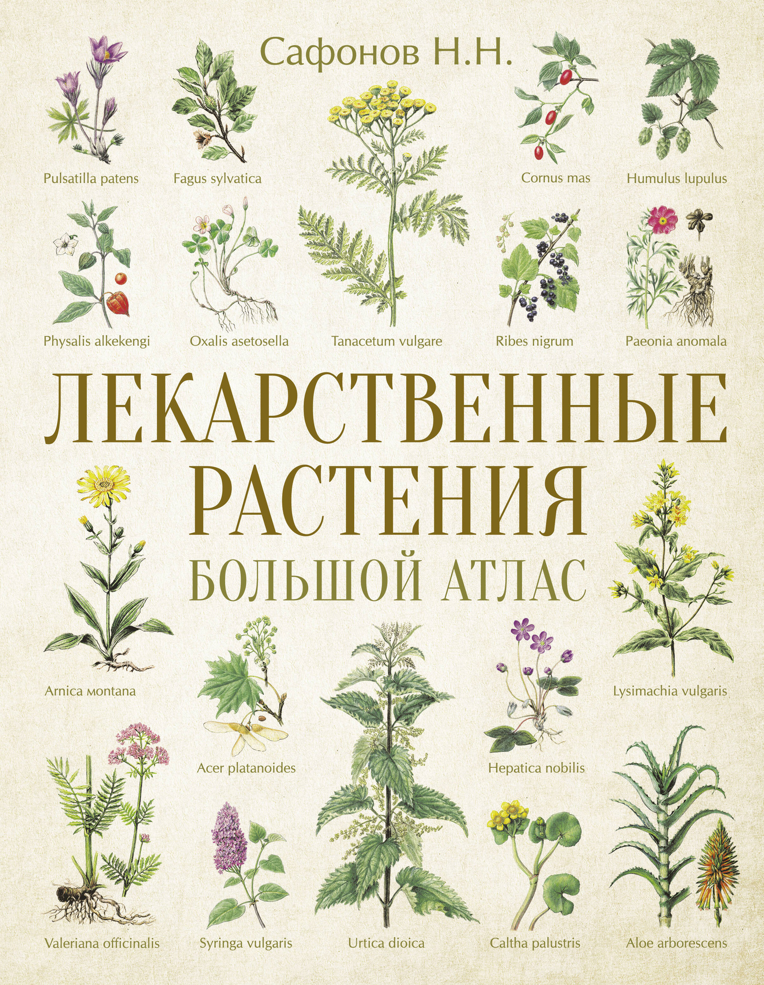 Энциклопедия АСТ Лекарственные растения. Большой атлас (Сафонов Николай)