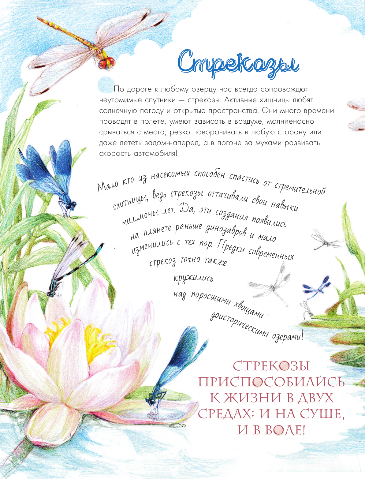 Энциклопедия АСТ Жизнь пруда, твердая обложка (Габеева Наталья) — фото 5