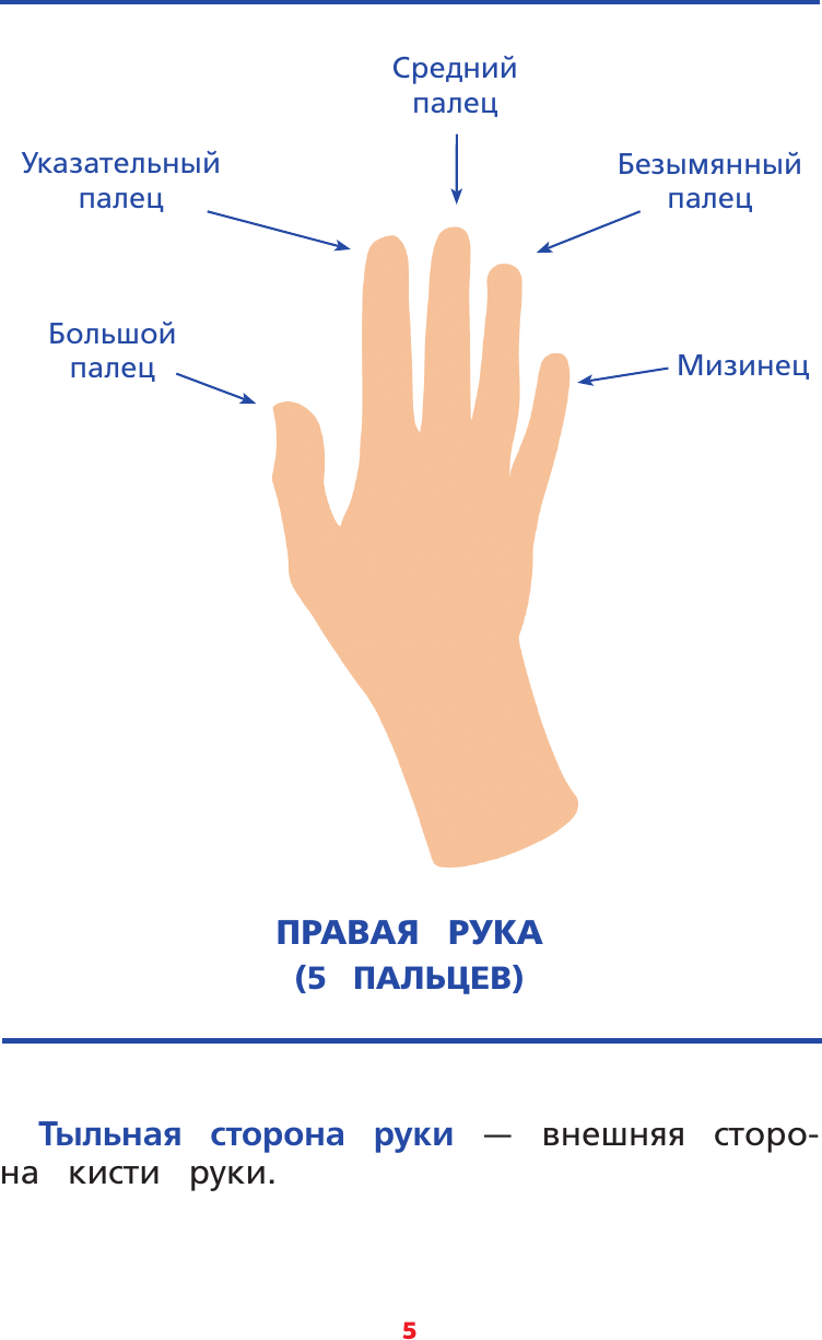 Развивающая книга АСТ Межполушарное взаимодействие, мягкая обложка (Литинская Ксения) — фото 5