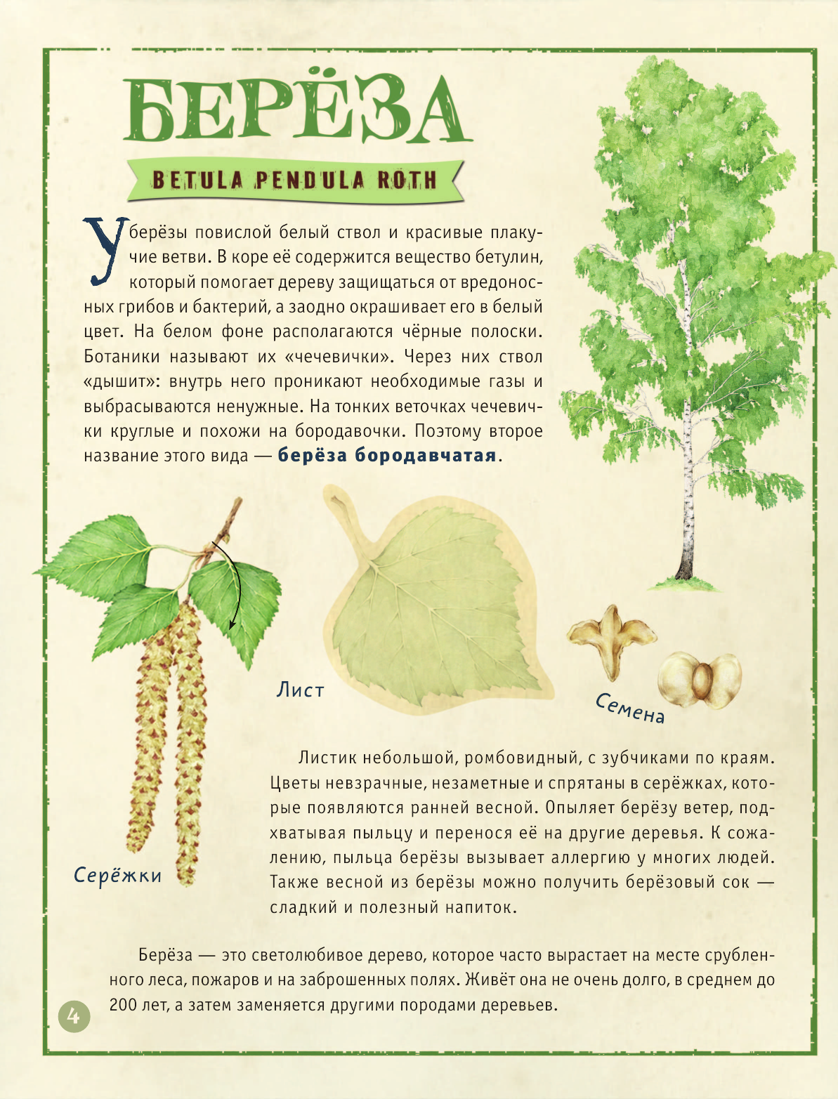 Энциклопедия АСТ Мой первый гербарий, мягкая обложка (Дудова Ксения) — фото 5