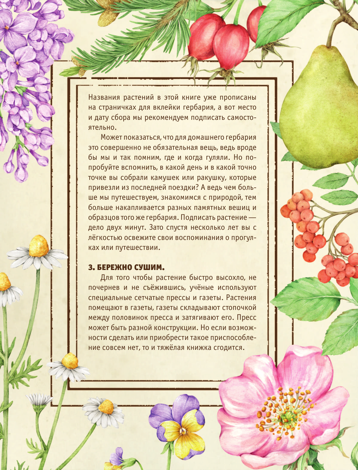 Энциклопедия АСТ Мой первый гербарий, мягкая обложка (Дудова Ксения) — фото 4