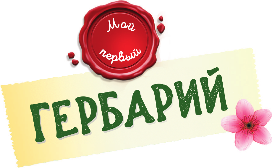 Энциклопедия АСТ Мой первый гербарий, твердая обложка (Шрайер Кристин) — фото 3