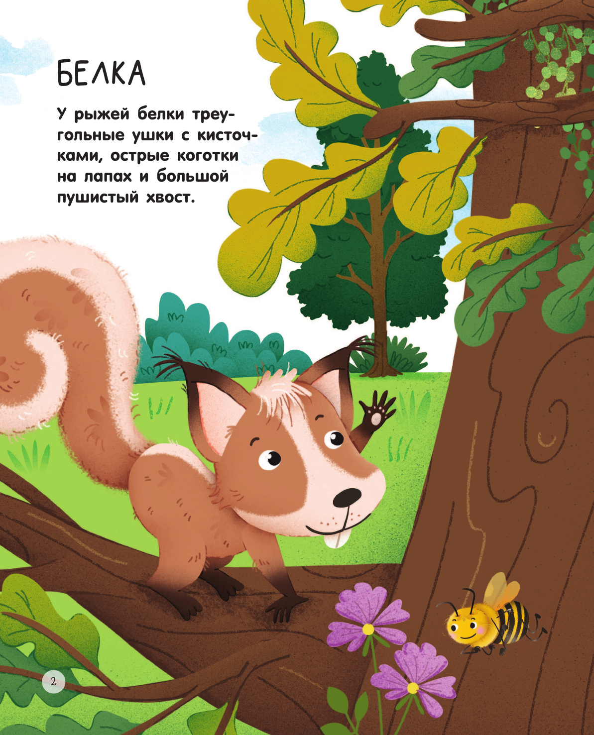 Энциклопедия АСТ Лесные животные / 9785171594114 (Цоппи Л.) — фото 3
