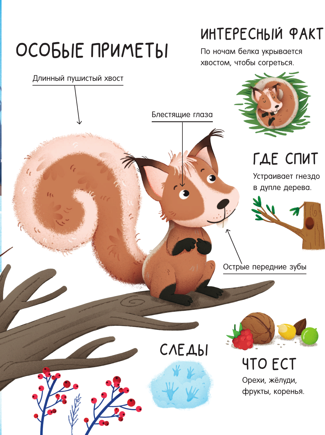 Энциклопедия АСТ Лесные животные / 9785171594114 (Цоппи Л.) — фото 6