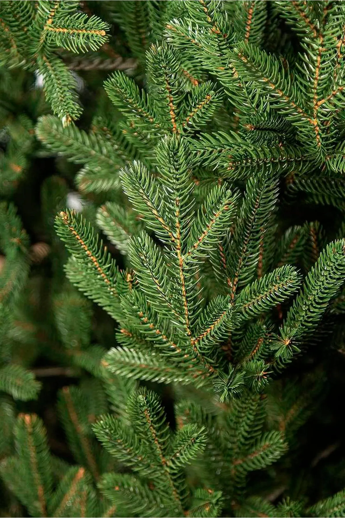 Ель искусственная GreenTerra Элоди (0.7м) — фото 10