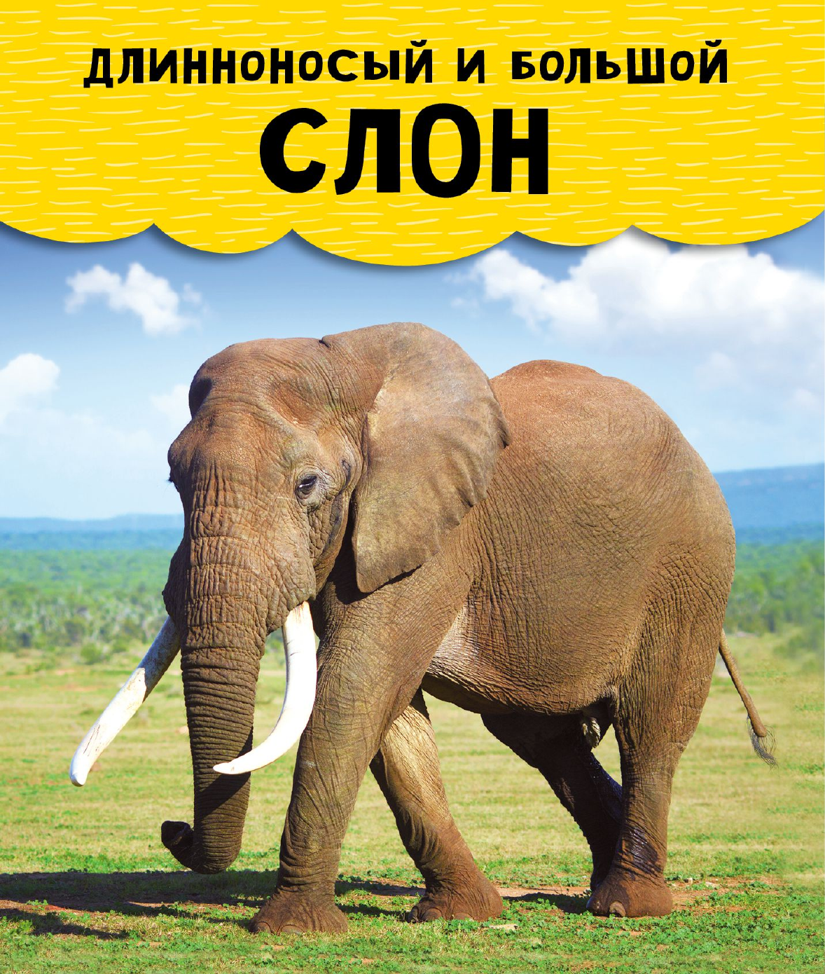 Энциклопедия АСТ Животные, твердая обложка — фото 5