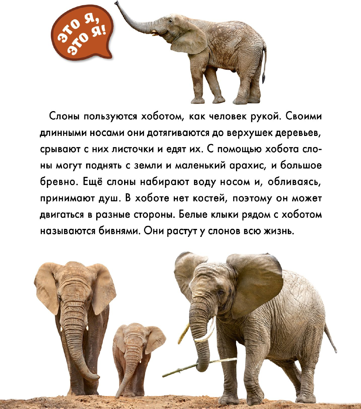 Энциклопедия АСТ Животные, твердая обложка — фото 6