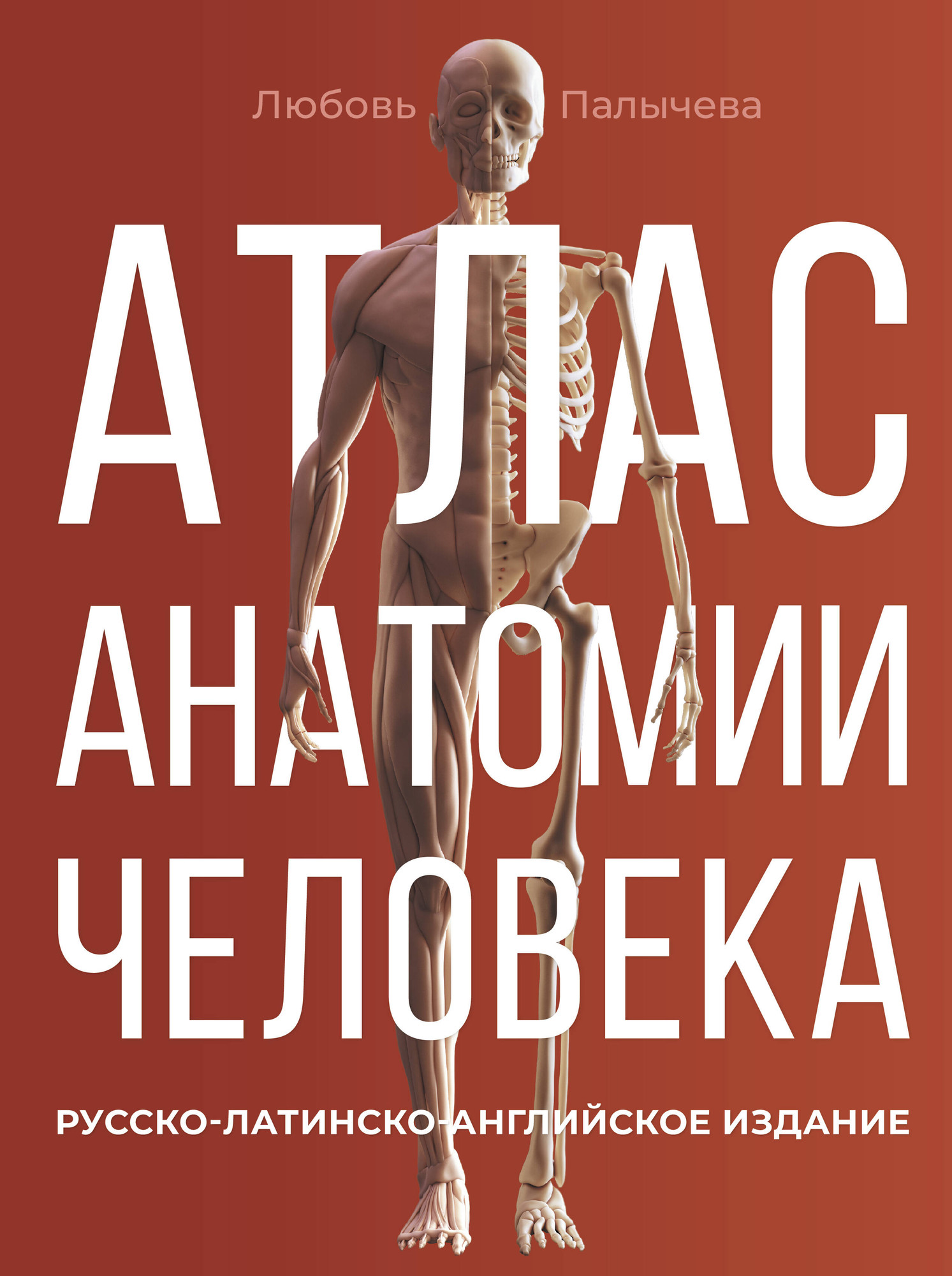 Книга АСТ Атлас анатомии человека. Русско-латинско-английское издание (9785171600334 Палычева Любовь) — фото 1
