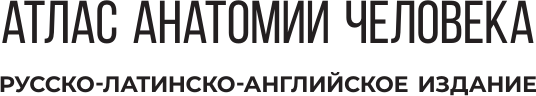 Книга АСТ Атлас анатомии человека. Русско-латинско-английское издание (9785171600334 Палычева Любовь) — фото 2