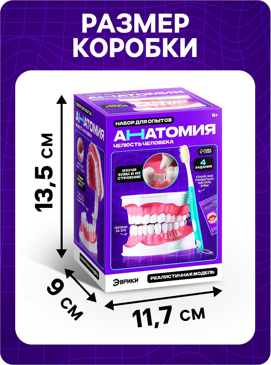 Научная игра Эврики Анатомия. Челюсть человека / 10726348 — фото 6