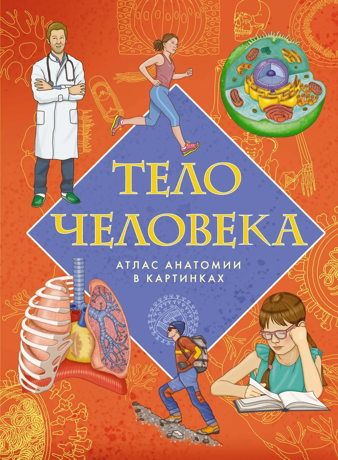 Энциклопедия Махаон Тело человека. Атлас анатомии в картинках (Барсотти Э. 9785389257986)