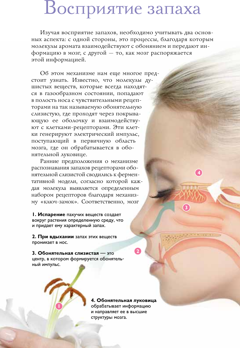 Книга АСТ Духи. Основы парфюмерии (Видаль Вальс Агусти 9785171730949) — фото 4