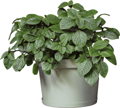 Кашпо Gardenplast Фикус 20 / 00250 (шалфей)