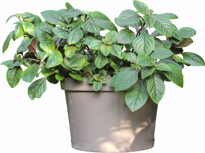 Кашпо Gardenplast Фикус 20 / 00251 (мокко)