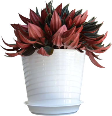 Вазон 5 Plast Фиалочница Верона D11 (750мл, белый)