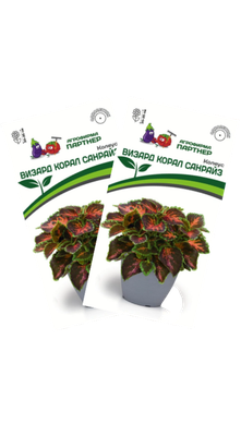 Набор семян цветов Агрофирма Партнер Колеус шлемниковидный Визард Корал Санрайз (2шт)