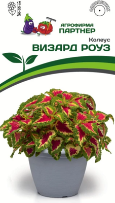 Набор семян цветов Агрофирма Партнер Колеус шлемниковидный Визард Роуз (2шт)