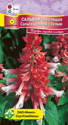 Семена цветов МинскСортСемОвощ Сальвия блестящая Сальса красная с белым (10шт)