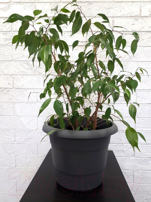 Кашпо Gardenplast Примула (графитовый)